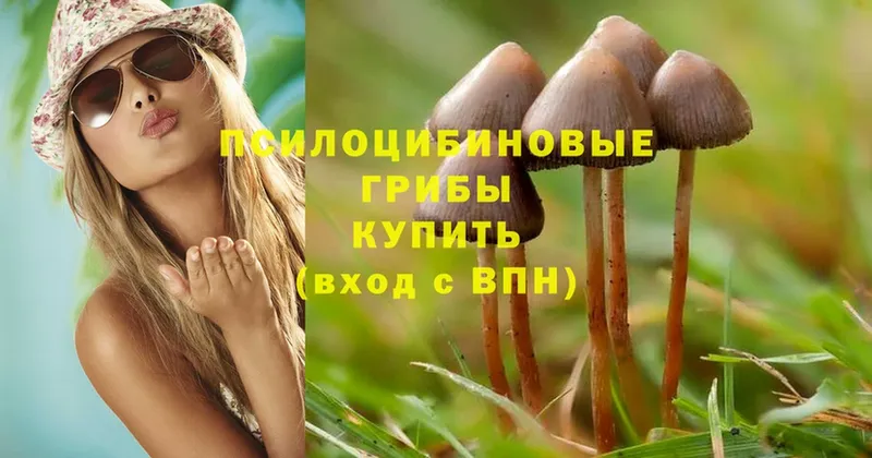 Псилоцибиновые грибы Psilocybe  Азов 